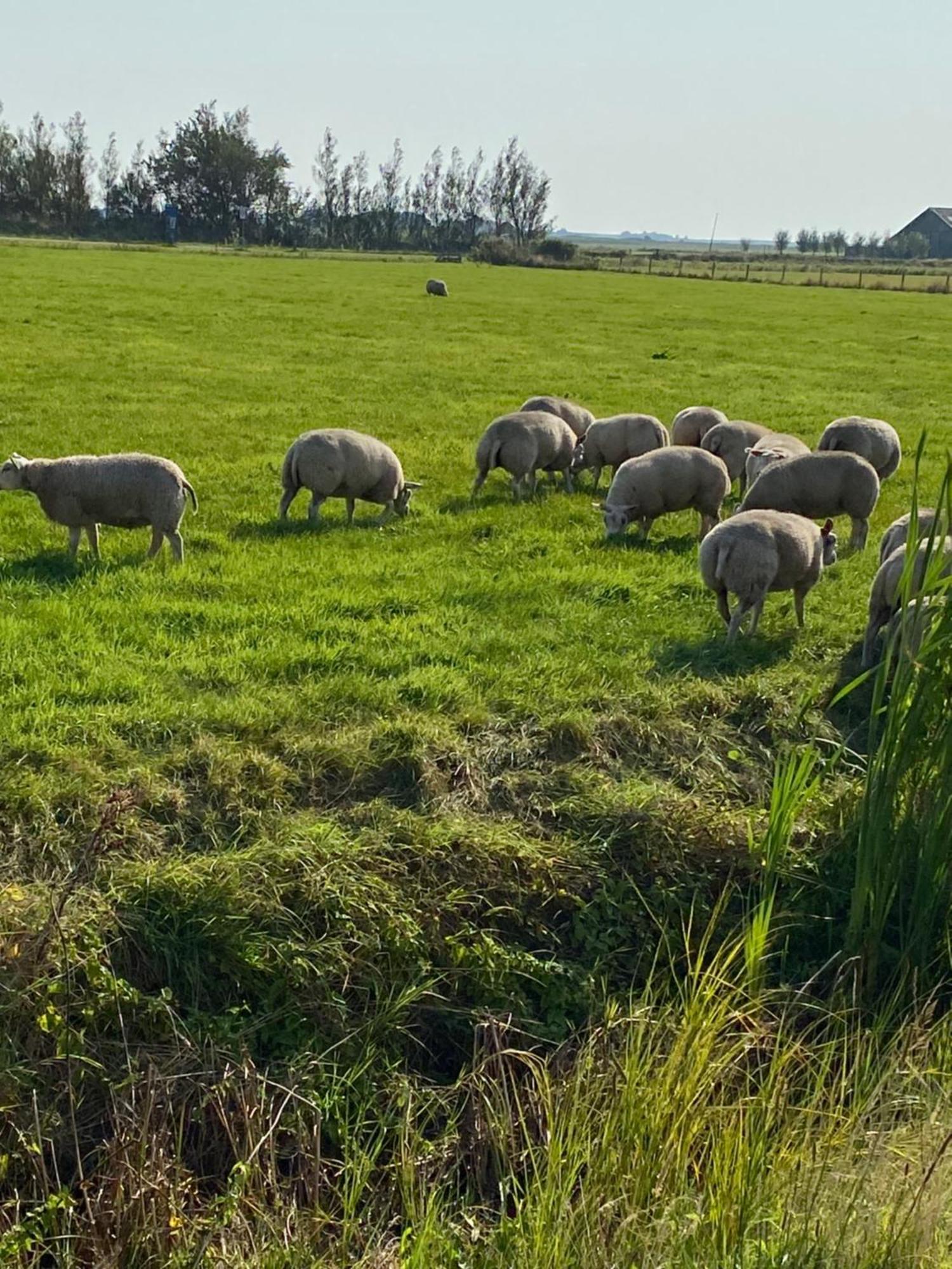 Oomes Huus Haestens And Koffie Den Hoorn  Zewnętrze zdjęcie